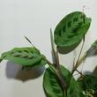 Maranta Kerchoveana