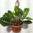 Maranta Lemon Lime