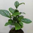 Camellia sinensis Tea