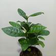 Camellia sinensis Tea
