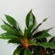 Chlorophytum Green Orange
