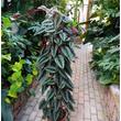 Cissus discolor