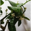 Citrus Aurantifolia / Lime