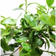 Citrus aurantifolia / Lime