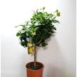 Citrus Limon