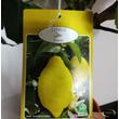 Citrus Limon