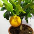 Citrus Oksana Hindsii