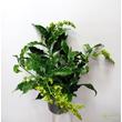 Clerodendrum prospero