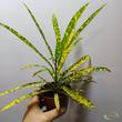 Codiaeum Gold Star