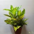 Codiaeum Gold Sun