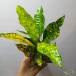 Codiaeum Goldking