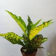 Codiaeum Goldking