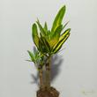 Codiaeum Sunny Star