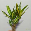 Codiaeum Sunny Star