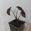 Colocasia Cona Coffee