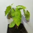 Colocasia esculenta Mojito
