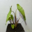 Colocasia esculenta Mojito