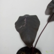 Colocasia Black Ripple