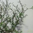 Corockia x virgata
