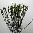 Cytisus White Lion