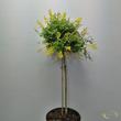 Cytisus x racemosus