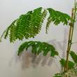 Delonix regia
