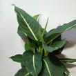 Dieffenbachia Green Magic