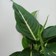 Dieffenbachia Green Magic
