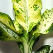Dieffenbachia banana