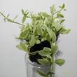 Dischidia White Diamond