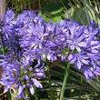Agapanthus Summer Love Blue
