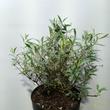 Buddleja davidii Nanho Blue