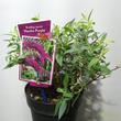 Buddleja davidii Nanho Purple