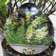 Buddleja davidii Free Petite Snow White