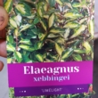 Elaeagnus ebbingei Limelight