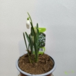 Galanthus nivalis kikeleti hóvirág
