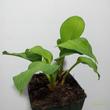 Hosta Gold Standard