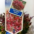Leucothoe axillaris Zeblid