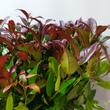 Leucothoe axillaris Zeblid