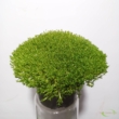 Sagina subulata Match & Moss Pine Green®