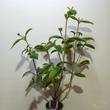 Tibouchina urvilleana