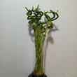 Dracaena Sanderiana - Lucky Bamboo