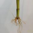 Dracaena Sanderiana - Lucky Bamboo