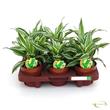 Dracaena Kanzi