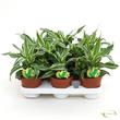 Dracaena Kanzi