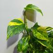 Epipremnum pinnatum NJoy Gold