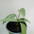 Epipremnum pinnatum Cebu Blue