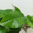 Epipremnum pinnatum Marble Green