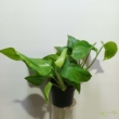 Epipremnum pinnatum Marble Green