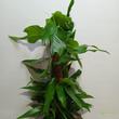 Epipremnum pinnatum Skeleton Key